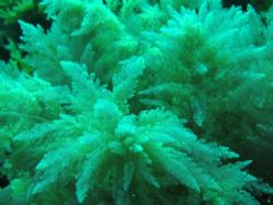 Seaweeds similar to a land's conifer in the Mediterranean... by Ferdinando Meli 